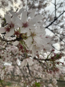 お花見散歩🌸