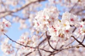 新年度🌸杉本からご挨拶😊