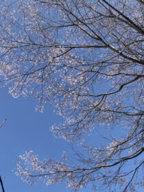 桜満開🌸４月がスタート🌸
